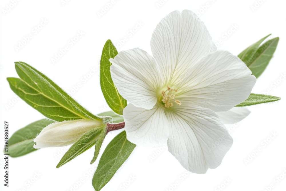Poster white hibiscus flower with green leaves and a bud against a clean background in a close-up view