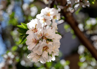 Obraz premium Cherry bloosom, blooming almond tree closeup, sunny Spring day.