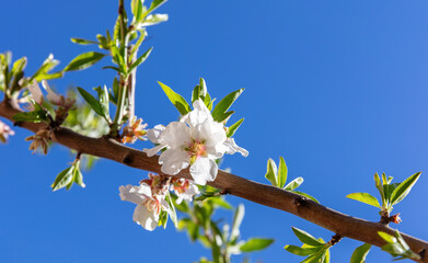 Cherry bloosom, blooming almond tree closeup, blue sky. Springtime in nature