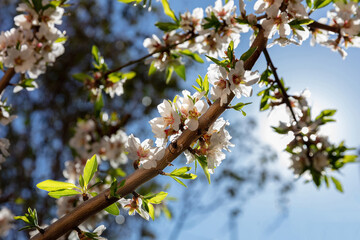 Cherry bloosom, blooming almond tree closeup, sunny Spring day.