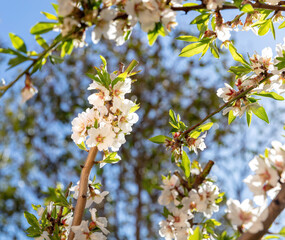 Cherry bloosom, blooming almond tree closeup, sunny Spring day.