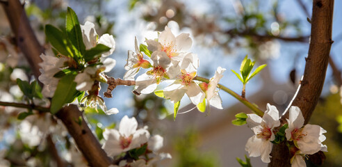 Cherry bloosom, blooming almond tree closeup, sunny Spring day.