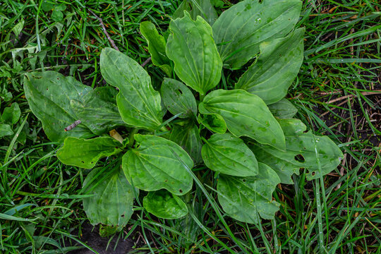 Greater Plantain, Waybread Plantago major tree and Thailand herb has medicinal properties in Common Plantain