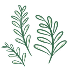 rosemary twig isolated