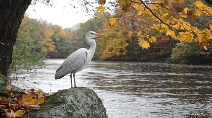 Grey heron by autumn river