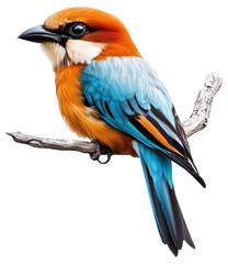 Fototapeta premium Colorful bird with orange and blue feathers perched on a branch