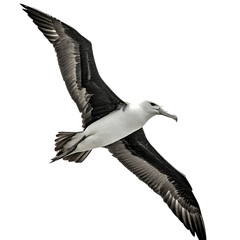 Flying Black & White Albatross - Isolated on White Background as Transparent. PNG. AI GENERATED