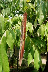 Close-up of leaves of Saraca thaipingensis in a public park