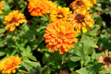 Orange Zinnia elegans blooming in the flower garden