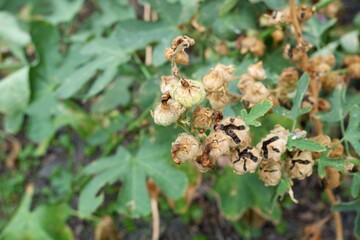 Close-up of Hollyhock seeds in the garden.