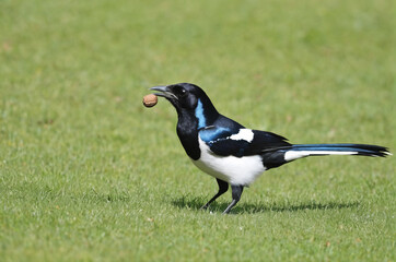 Fototapeta premium A magpie pecks a nut from a close distance. Generative AI.