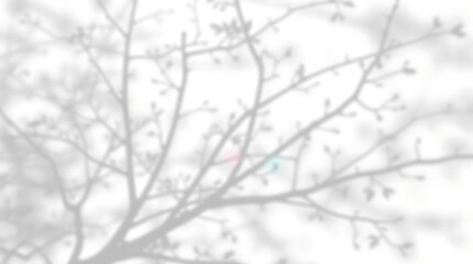 Realistic branch leaf shadow effect. Tree branch shadow on white wall background. Plant leaves shadow with sunlight on wall texture. Mockup, template. Summer spring product presentation concept