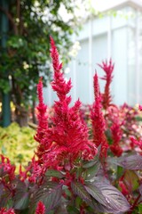 Red Celosia flowers in the park