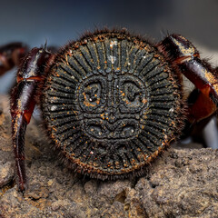 Cyclocosmia ricketti (Chinese hourglass Spider)