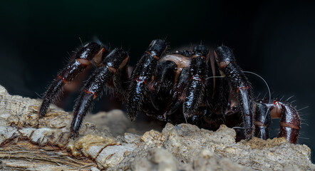 Cyclocosmia ricketti (Chinese hourglass Spider)