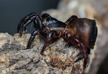 Cyclocosmia ricketti (Chinese hourglass Spider)