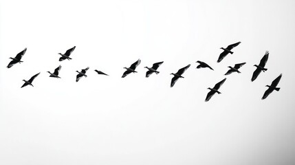 Fototapeta premium Birds in flight against a white background. Possible use Nature photography, educational materials, and stock images