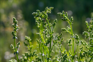 Beautiful blooming white bedstraw in June, galium album