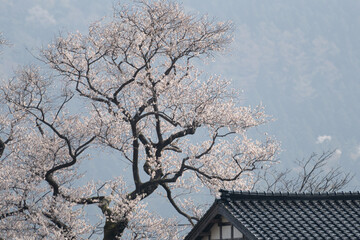 満開の桜と建物