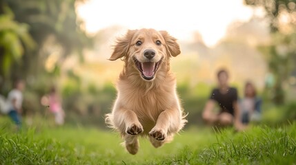 Happy Golden Retriever in mid-air