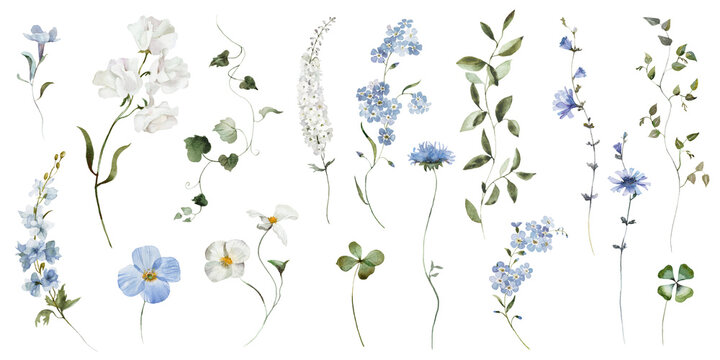Watercolour floral illustration set. Blue white flowers green leaves individual elements collection. Hydrangea, myosotis, rose, peony, eucalyptus. Wedding invitation, prints fashion, bouquet, pattern.