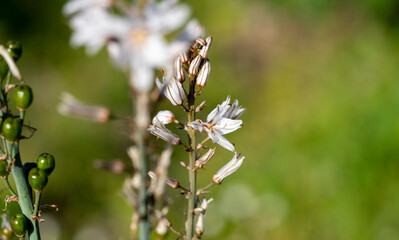 Branched asphodel. Asphodelus ramosus, the branched asphodel, is a perennial herbaceous plant in the order Asparagales. Similar in appearance to Asphodelus albus and particularly Asphodelus cerasiferu