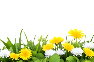 Yellow and white dandelions in green grass a spring floral border