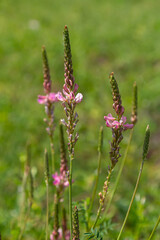 Onobrychis arenaria. Hungarian Sainfoin. Pink and green floral background. Delicate pink flowers in a sunny meadow