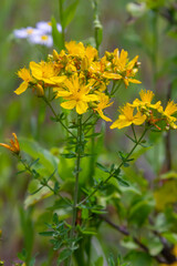 flowers of Saint Johns wort, Hypericum perforatum