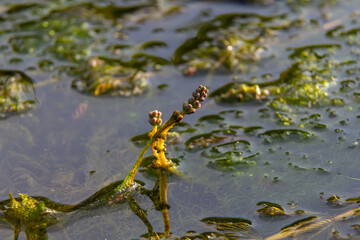 Ceratophyllum demersum aquatic plant in a stream