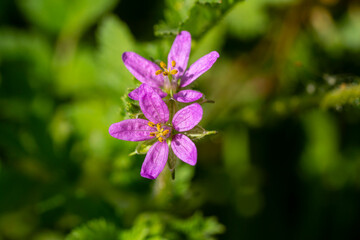 Erodium malacoides is a species of flowering plant in the geranium family known by the common names Mediterranean stork's bill, soft stork's-bill and oval heron's