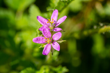 Erodium malacoides is a species of flowering plant in the geranium family known by the common names Mediterranean stork's bill, soft stork's-bill and oval heron's