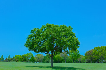 Fototapeta premium 緑の木