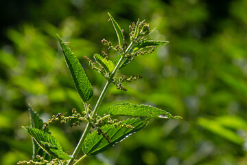 Urtica dioica or stinging nettle, in the garden. Stinging nettle, a medicinal plant that is used as a bleeding, diuretic, antipyretic, wound healing, antirheumatic agent