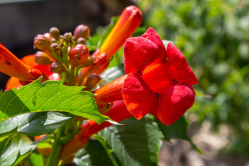 Bright red flowers of the trumpet vine or trumpet creeper - Campsis radicans