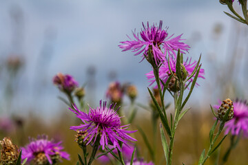 Fototapeta premium Blooming meadow knapweed, Centaurea jacea, on the meadow