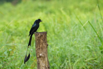 A striking Greater Racket-tailed Drongo perched elegantly on a branch, showcasing its glossy black feathers and distinctive long, racket-shaped tail streamers, set against a soft natural background.