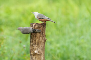 A Chestnut-tailed Starling (Sturnia malabarica) perched elegantly on a branch, showcasing its sleek grey head, warm chestnut underparts, and soft greenish background, captured in natural daylight.