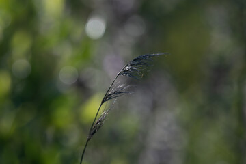 The beautiful delicate, feathery seed head of a wild grass against a blurred green and dark background.