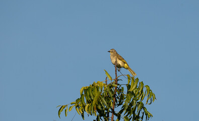 The beautiful small white throated bulbul perched atop a thin branch against a clear sky.