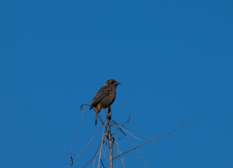 A male pied bush chat perched on a thin branch against a clear blue sky.