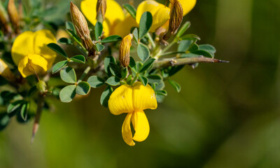 Cyclopia, the honeybush, or heuningbos in Afrikaans, is a genus of some 20 species of flowering plants in the legume family Fabaceae, subfamily Faboideae. Species of the genus are native to the southe