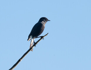 A male pied bush chat perched on a thin branch against a clear blue sky.