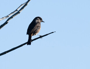 A male pied bush chat perched on a thin branch against a clear blue sky.