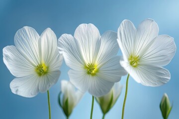 Bright white flowers blooming against a light blue background in early spring sunlight
