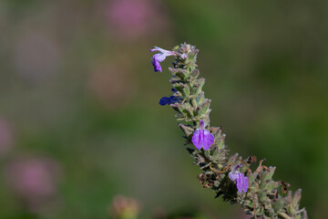 Close up of a vibrant purple wild flower  blooming against a blurred green background.