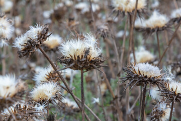 Milk thistle seed head - Latin name - Silybum marianum