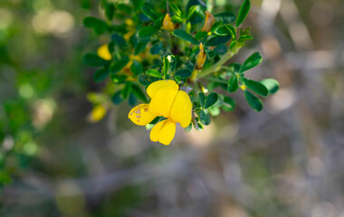 Cyclopia, the honeybush, or heuningbos in Afrikaans, is a genus of some 20 species of flowering plants in the legume family Fabaceae, subfamily Faboideae. Species of the genus are native to the southe