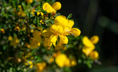 Cyclopia, the honeybush, or heuningbos in Afrikaans, is a genus of some 20 species of flowering plants in the legume family Fabaceae, subfamily Faboideae. Species of the genus are native to the southe