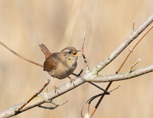 Eurasian wren, Troglodytes troglodytes. On a spring morning, a bird sings sitting on a branch